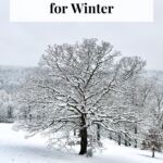 An oak tree in a field covered in snow, with text that reads "nature poems for winter."