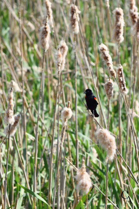 A male red-winged blackbird in cattails.