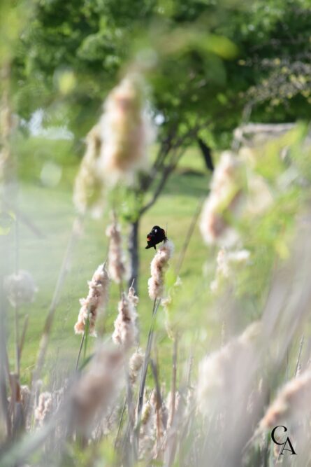 A red-winged blackbird on a cattail reed.