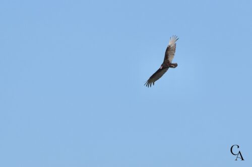 A turkey vulture soaring.