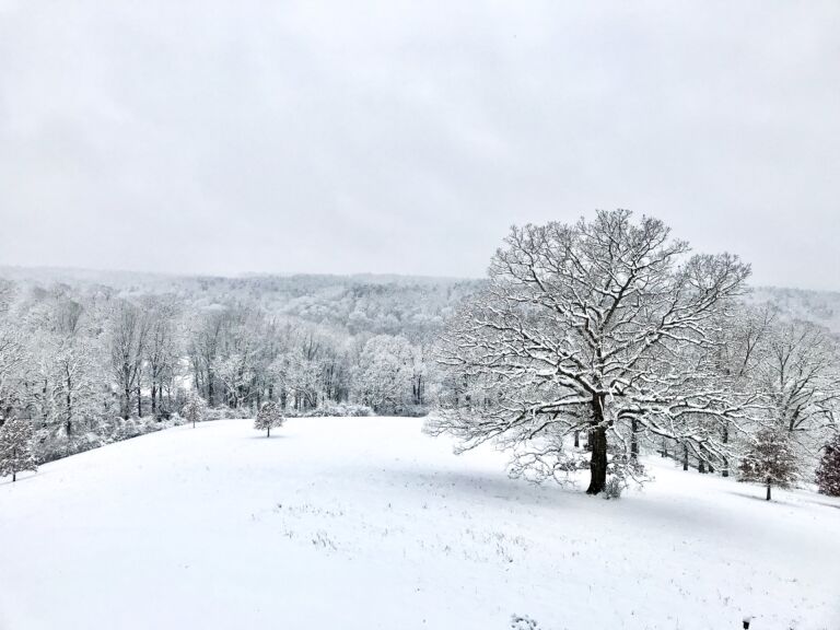 A visual winter poem of a snowy field and a large oak tree.