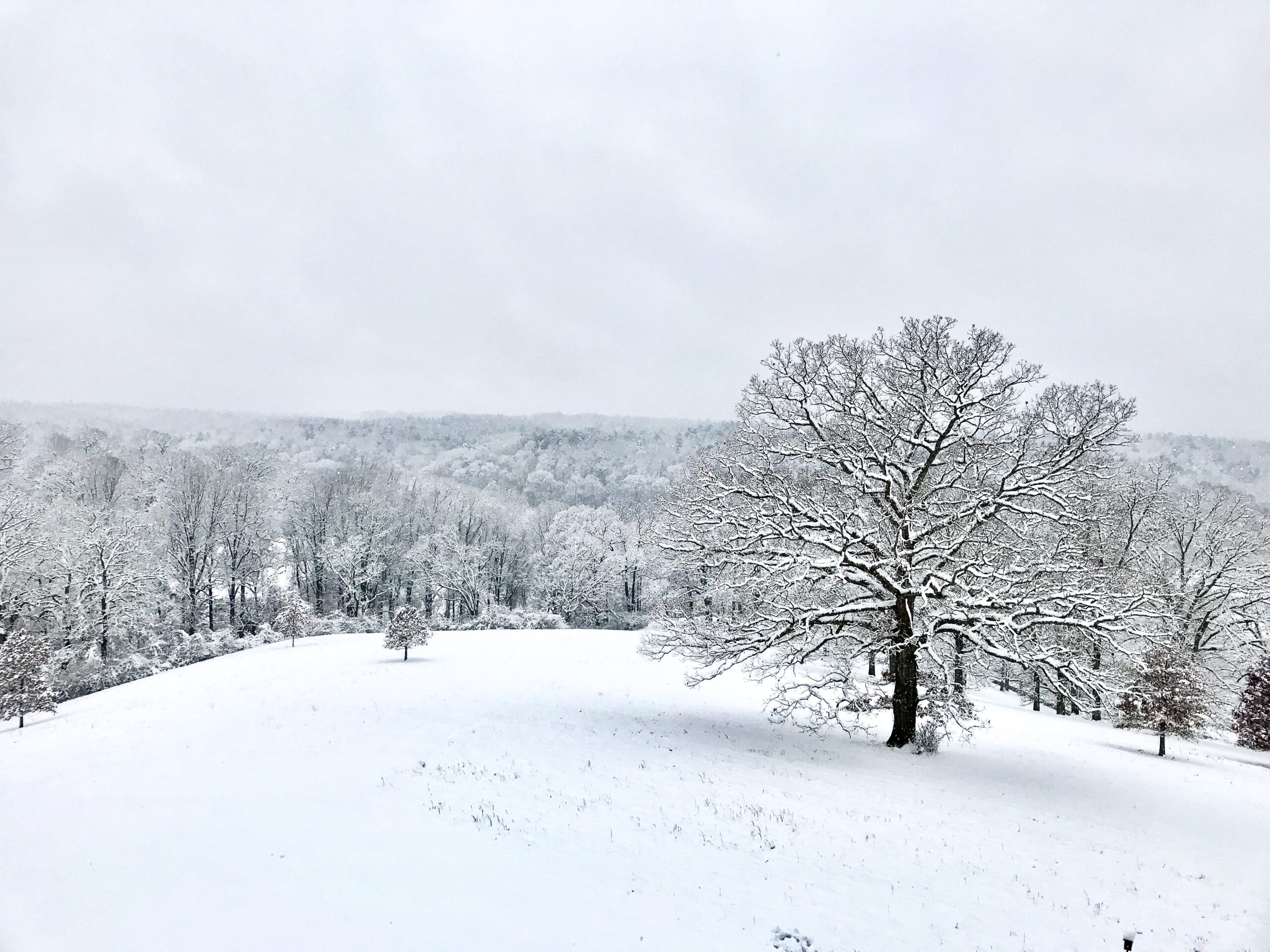 A visual winter poem of a snowy field and a large oak tree.