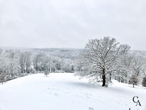 A field and a large oak tree covered in snow.