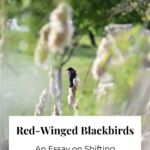 A male red-winged blackbird perched on a dried cattail reed, with trees in the background.