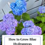 Periwinkle blue hydrangea blooms next to a staircase.