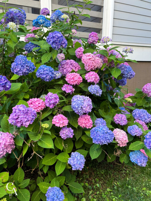 A bigleaf hydrangea bush with pink, periwinkle and blue flowers.