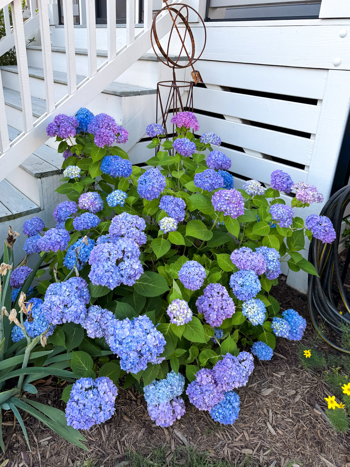 A large blue hydrangea bush in a garden.