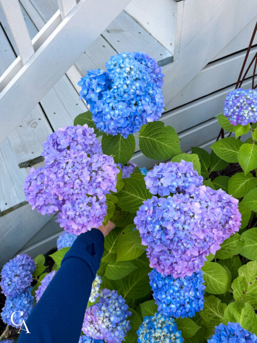 A woman holding blue hydrangea stems.