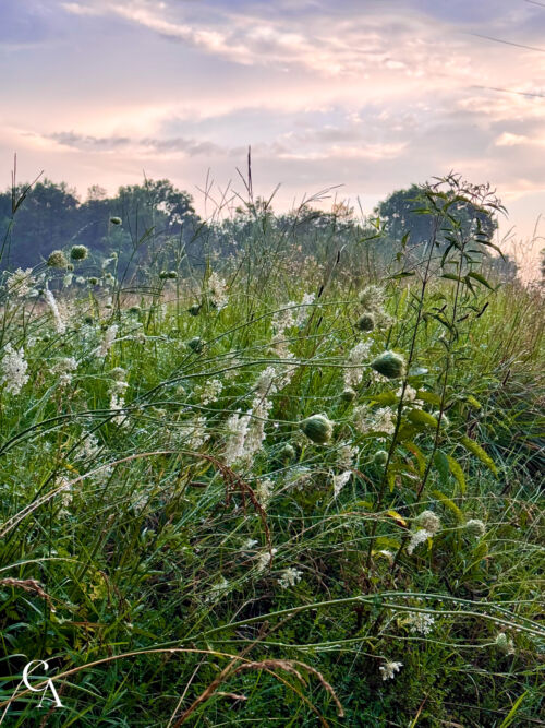 A close-up of Queen Anne's lace dripping with dew, and soft clouds overhead.
